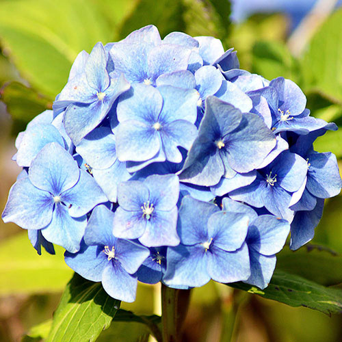 Hydrangea Blue Mophead Standard Hydrangea Blue Mophead Standard