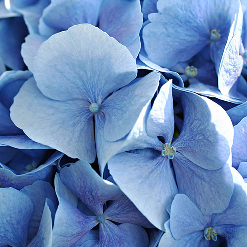 Hydrangea Blue Mophead Standard Hydrangea Blue Mophead Standard
