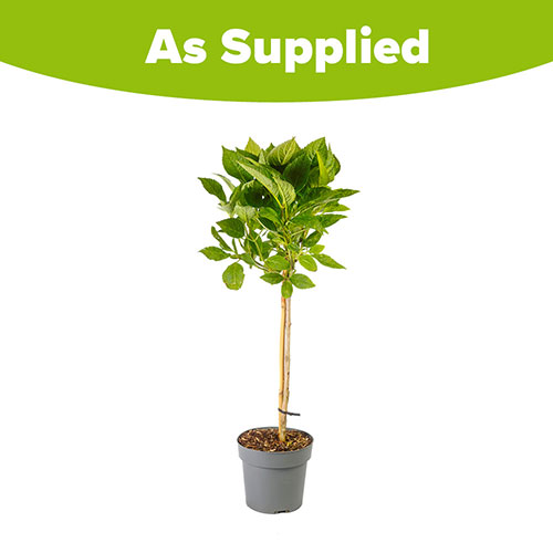 Hydrangea Blue Mophead Standard Hydrangea Blue Mophead Standard