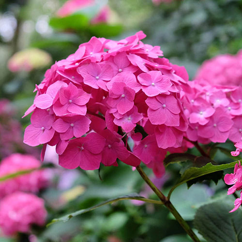 Hydrangea Pink Mophead Standard Hydrangea Pink Mophead Standard