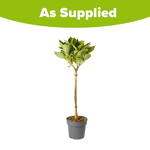 Hydrangea Pink Mophead Standard Hydrangea Pink Mophead Standard