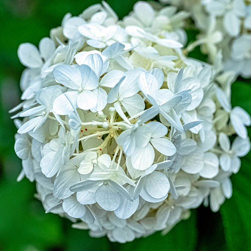 Hydrangea White Mophead Standard Hydrangea White Mophead Standard