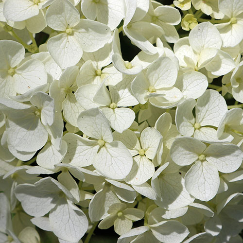 Hydrangea White Mophead Standard Hydrangea White Mophead Standard
