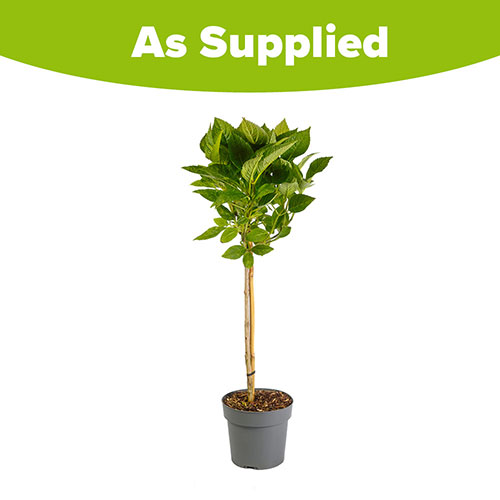 Hydrangea White Mophead Standard Hydrangea White Mophead Standard