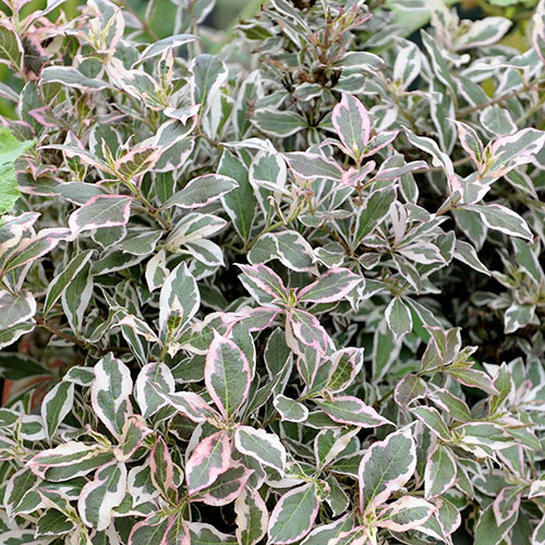 Weigela All Summer Monet Standard Weigela All Summer Monet Standard