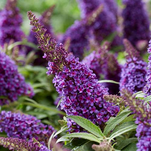 Buddleia Butterfly Candy Little Purple Standard