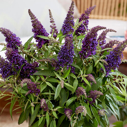 Buddleia Butterfly Candy Little Purple Standard Buddleia Butterfly Candy Little Purple Standard