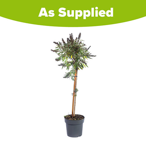 Buddleia Butterfly Candy Little Purple Standard Buddleia Butterfly Candy Little Purple Standard