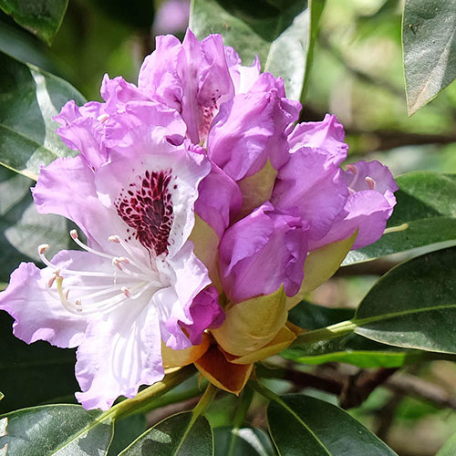 Rhododendron Hybrid Lilac Rhododendron Hybrid Lilac