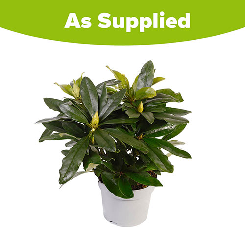 Rhododendron Hybrid Lilac Rhododendron Hybrid Lilac