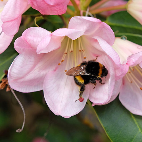Rhododendron Pink Rhododendron Pink