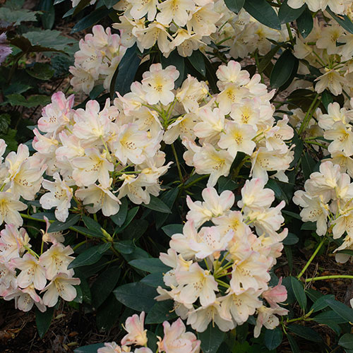 Rhododendron Pink Rhododendron Pink