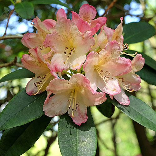 Rhododendron Pink Rhododendron Pink