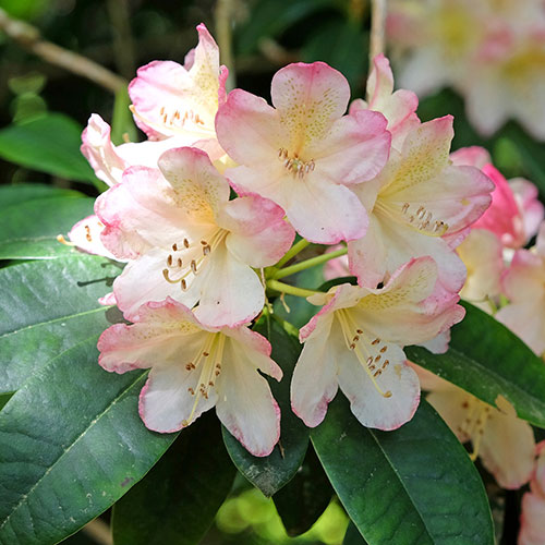 Rhododendron Pink Rhododendron Pink