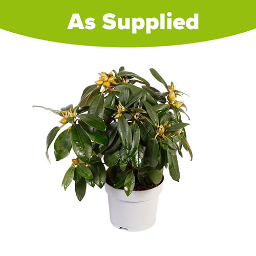 Rhododendron Pink Rhododendron Pink