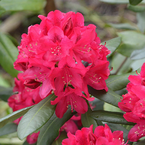 Rhododendron Hybrid Red Rhododendron Hybrid Red