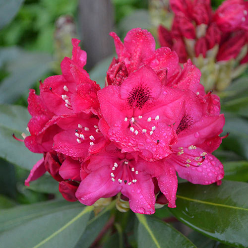 Rhododendron Hybrid Red Rhododendron Hybrid Red