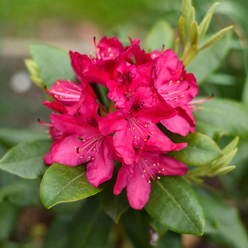 Rhododendron Hybrid Red Rhododendron Hybrid Red