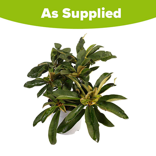 Rhododendron Hybrid Red Rhododendron Hybrid Red