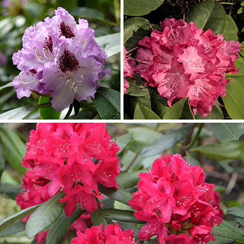Rhododendron Hybrids Collection Rhododendron Hybrids Collection