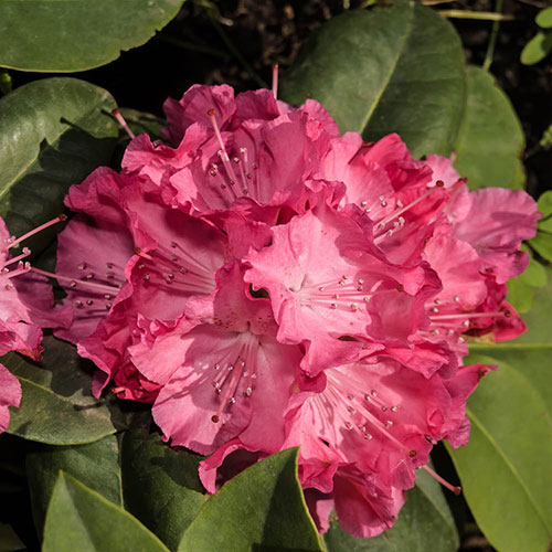 Rhododendron Hybrids Collection Rhododendron Hybrids Collection