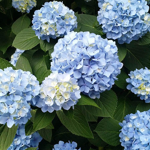 Hydrangea Nikko Blue Hydrangea Nikko Blue