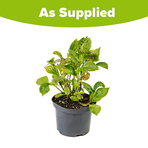 Hydrangea Nikko Blue Hydrangea Nikko Blue