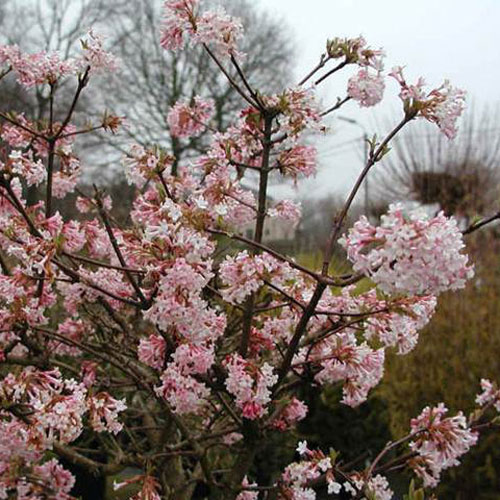 Viburnum bodnantense Dawn Viburnum bodnantense Dawn