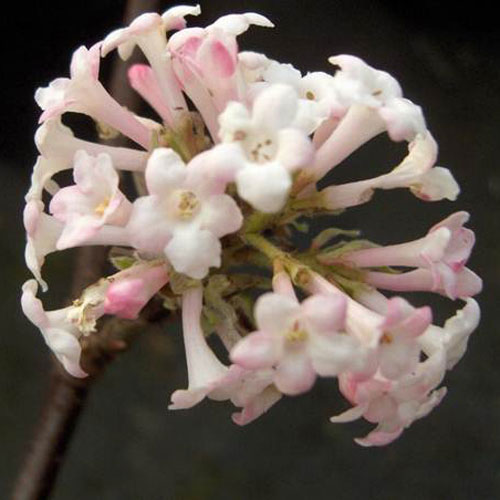 Viburnum bodnantense Dawn Viburnum bodnantense Dawn