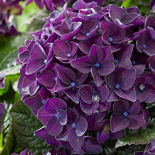 Hydrangea Deep Purple Dance