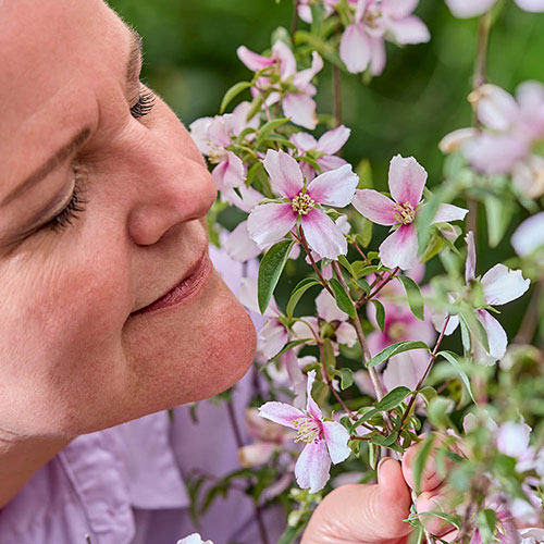 Philadelphus Petite Perfume Pink Philadelphus Petite Perfume Pink