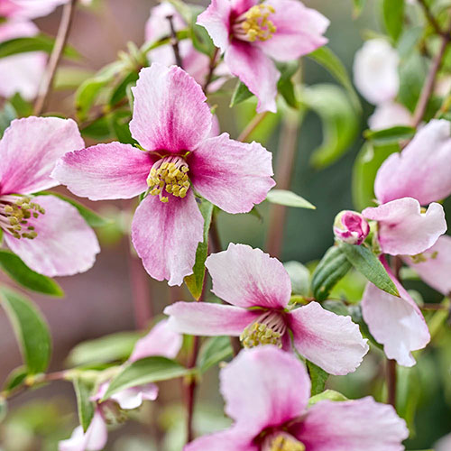 Philadelphus Petite Perfume Pink Philadelphus Petite Perfume Pink