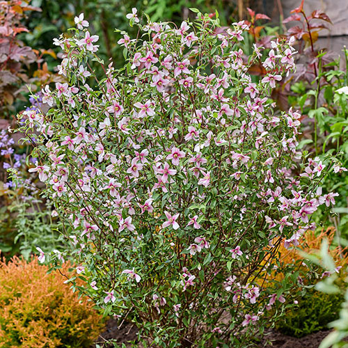 Philadelphus Petite Perfume Pink Philadelphus Petite Perfume Pink