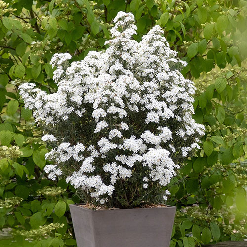 Olearia Spring Bling