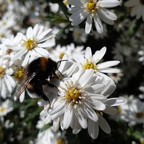 Olearia Spring Bling Olearia Spring Bling