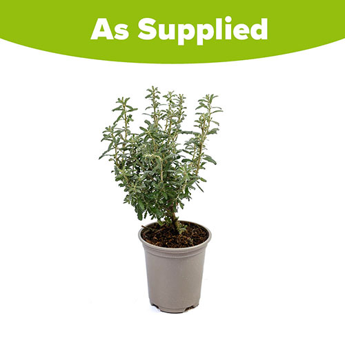 Olearia Spring Bling Olearia Spring Bling