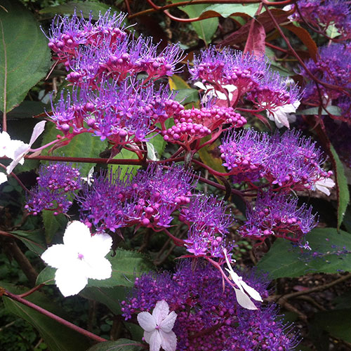 Hydrangea Rosemary Foster Hydrangea Rosemary Foster