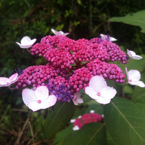 Hydrangea Rosemary Foster Hydrangea Rosemary Foster