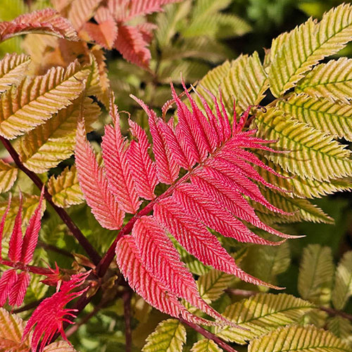 Sorbaria Crimson Feathers Sorbaria Crimson Feathers