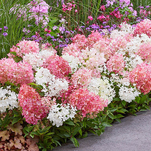 Hydrangea Groundbreaker Blush Hydrangea Groundbreaker Blush