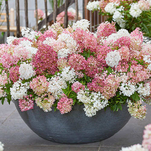 Hydrangea Groundbreaker Blush Hydrangea Groundbreaker Blush