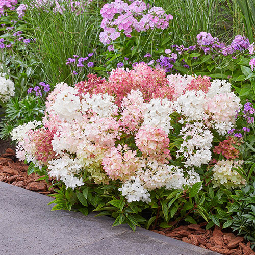 Hydrangea Groundbreaker Blush Hydrangea Groundbreaker Blush