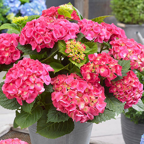 Hydrangea Little Hortensia Red