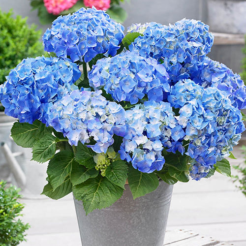 Hydrangea Little Hortensia Collection Hydrangea Little Hortensia Collection