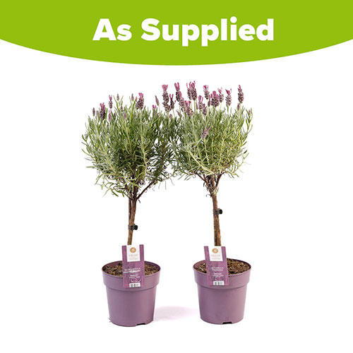 Lavender Anouk Mini Standards Lavender Anouk Mini Standards