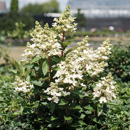 Hydrangea Magical Vesuvio Hydrangea Magical Vesuvio