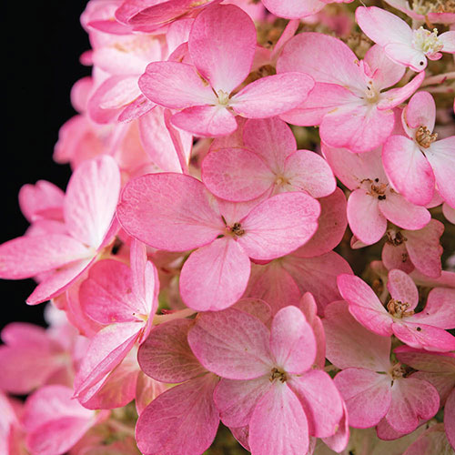 Hydrangea Magical Vesuvio Hydrangea Magical Vesuvio
