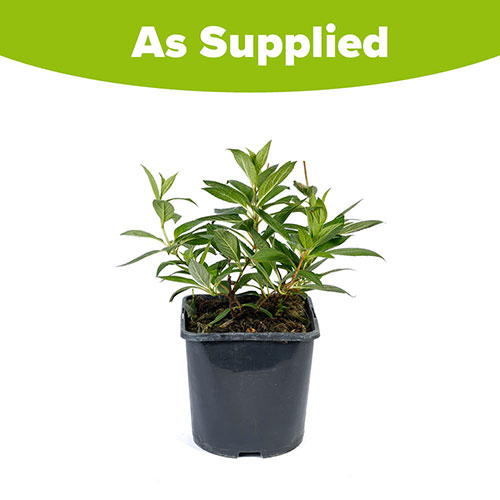 Hydrangea Magical Vesuvio Hydrangea Magical Vesuvio