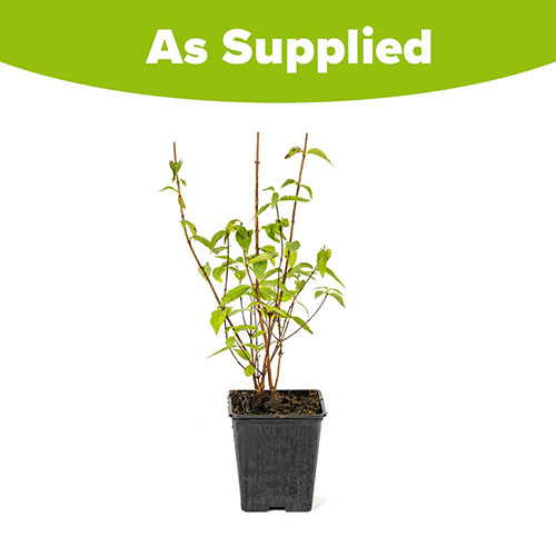 Philadelphus Petite Perfume Pink Philadelphus Petite Perfume Pink