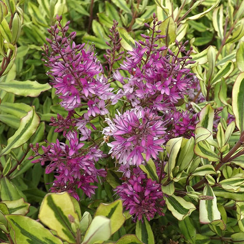 Hebe Collection Hebe Collection